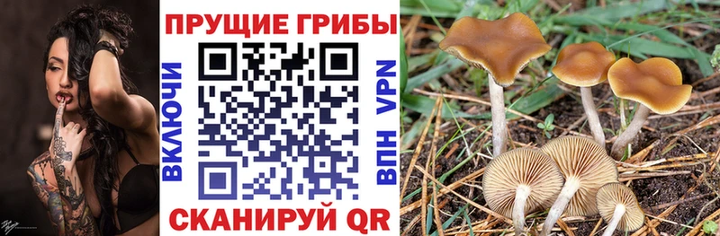 магазин продажи наркотиков  Тулун  Галлюциногенные грибы мухоморы 